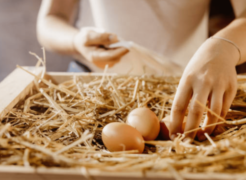 How To Raise Chickens For Eggs