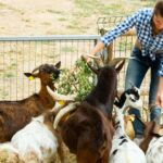 How To Raise Goats