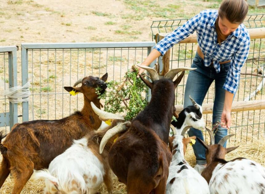 How To Raise Goats