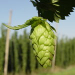 Advanced Beer Brewing Tips