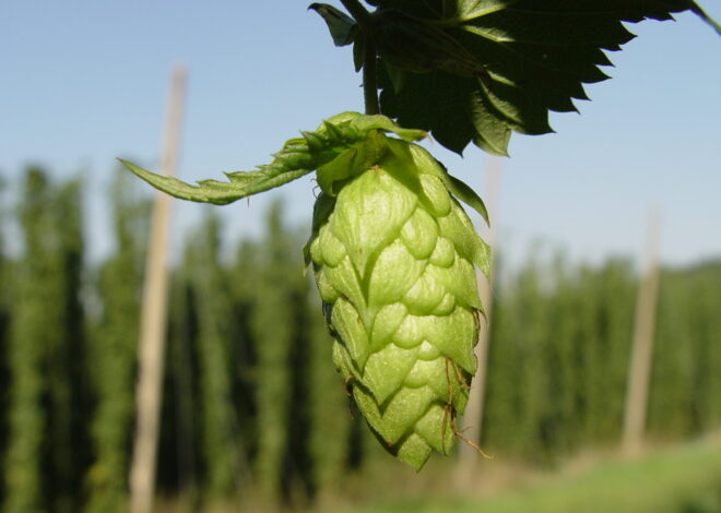 Advanced Beer Brewing Tips