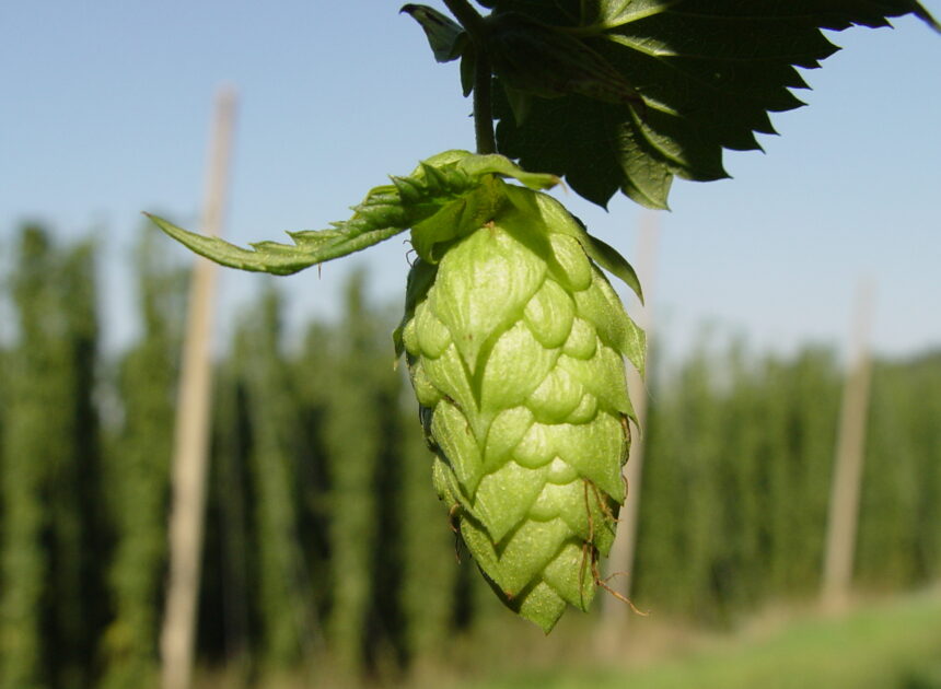 Advanced Beer Brewing Tips