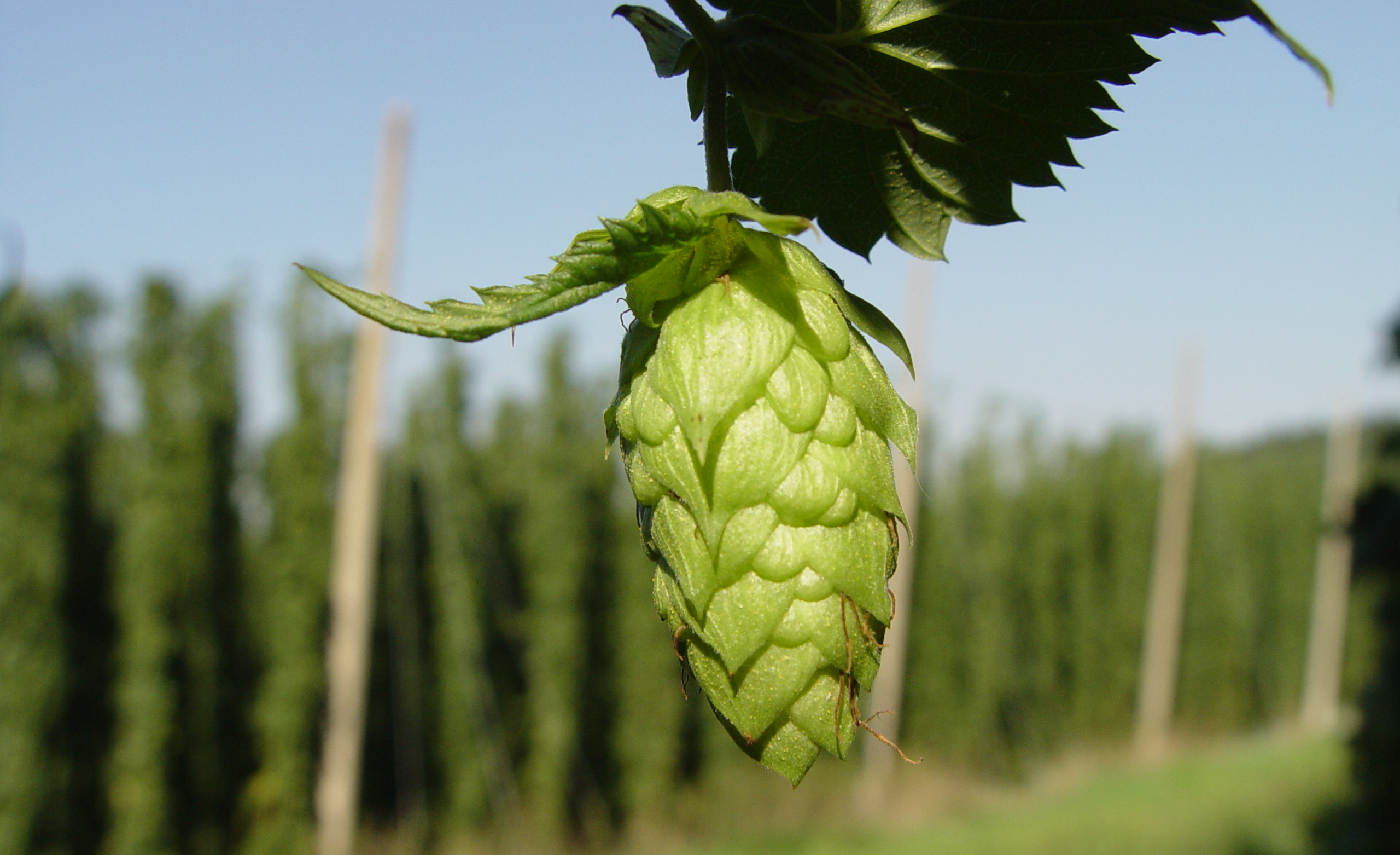 Advanced Beer Brewing Tips