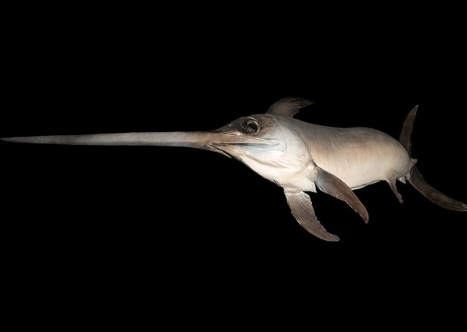 How To Catch A Swordfish