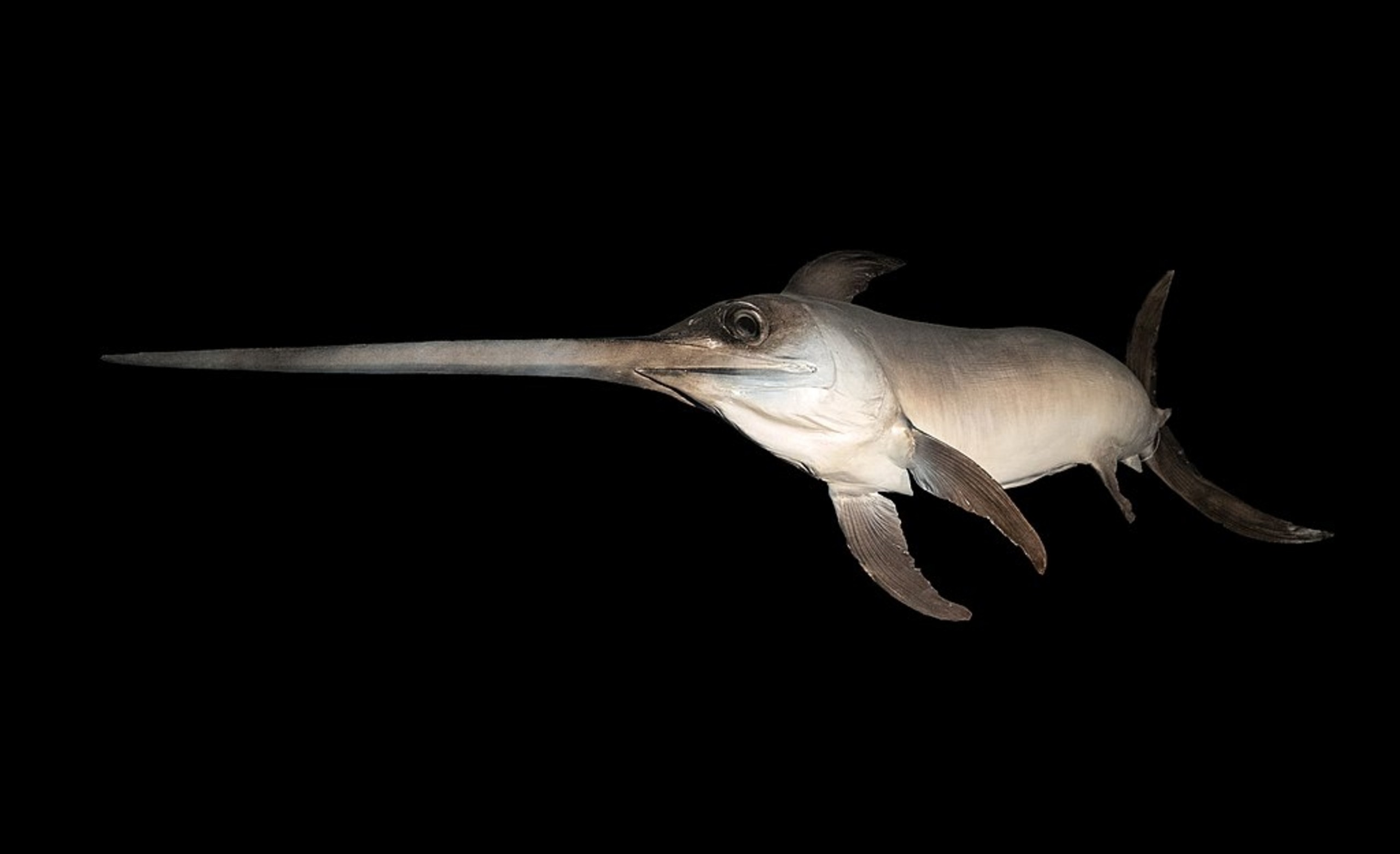 How To Catch A Swordfish