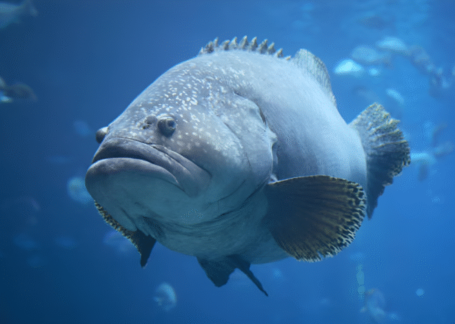 How To Catch Grouper