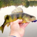 How To Catch Perch