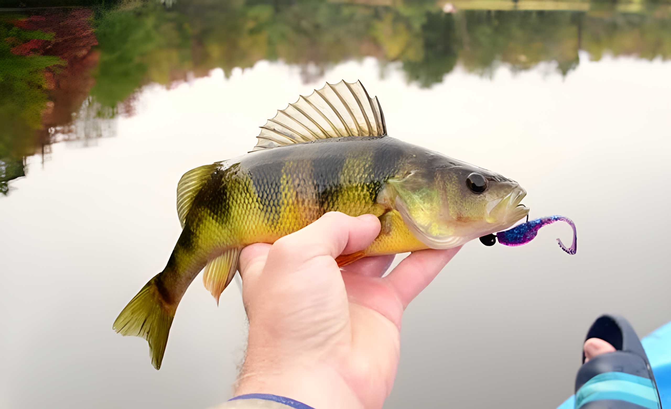 How To Catch Perch