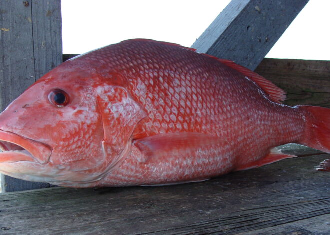 How To Catch Red Snapper