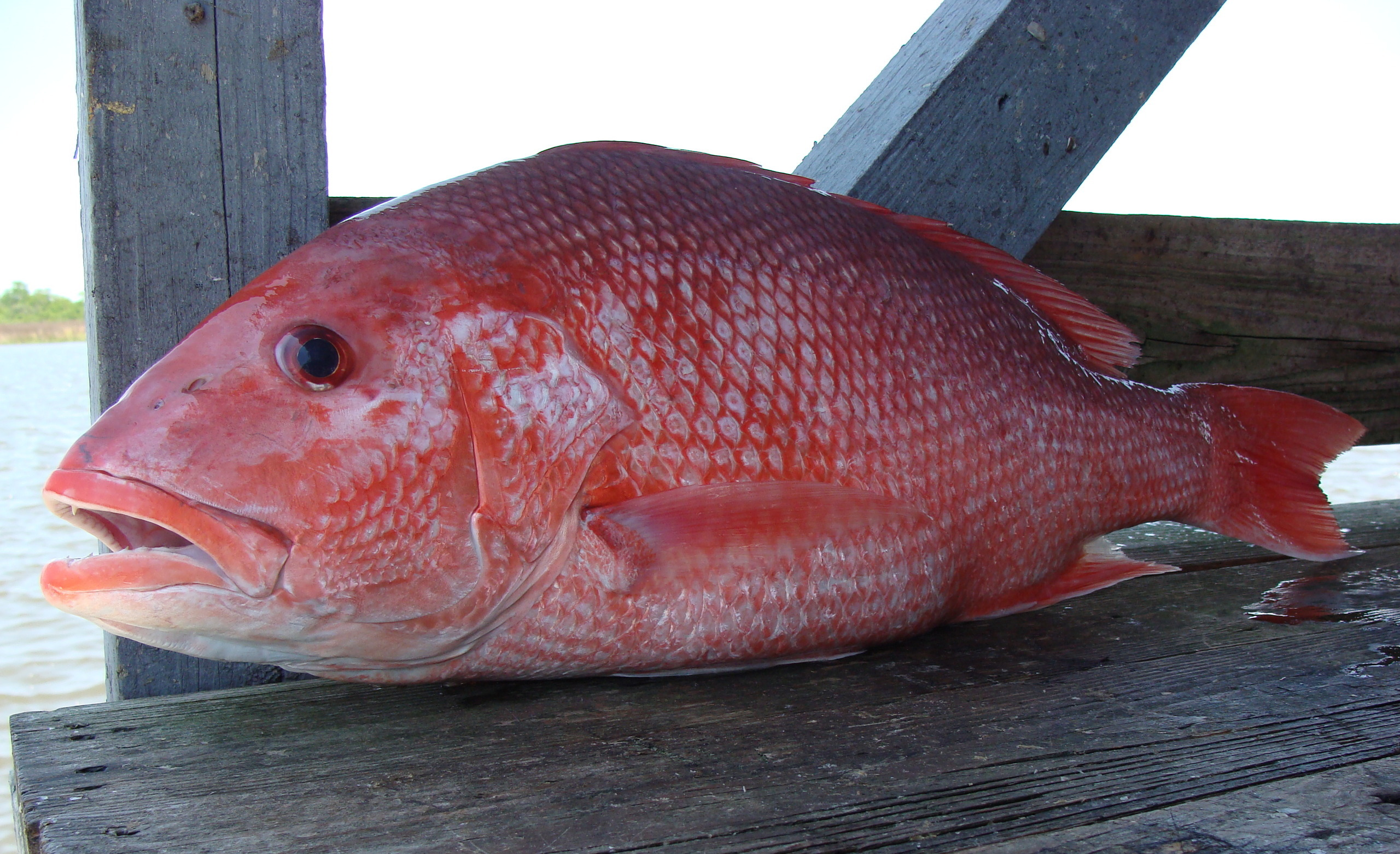 How To Catch Red Snapper