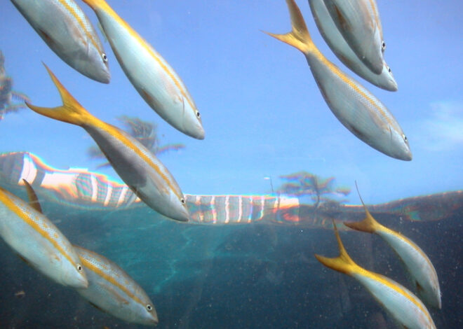 How To Catch Yellowtail Snapper