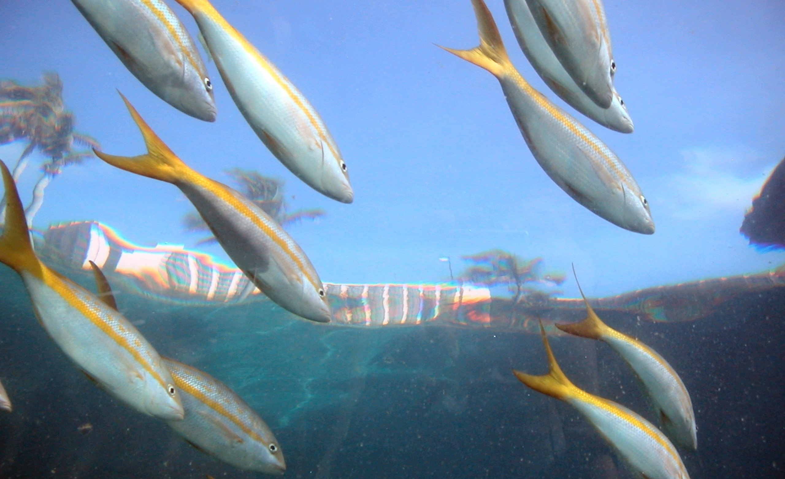 How To Catch Yellowtail Snapper