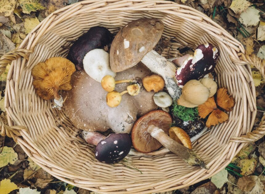 How To Cook Foraged Foods