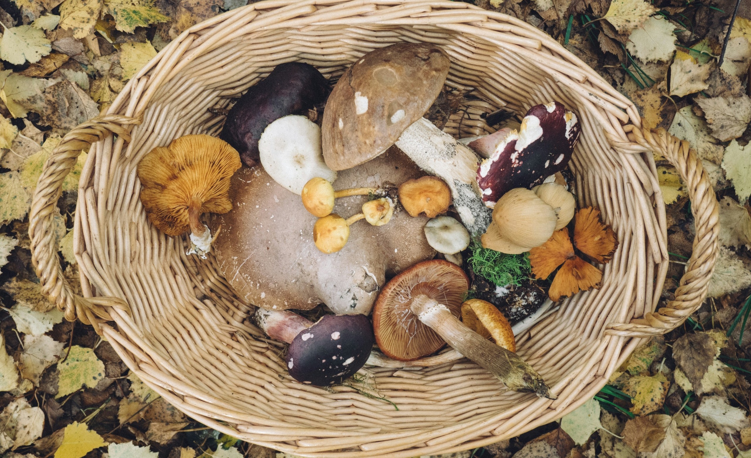 How To Cook Foraged Foods