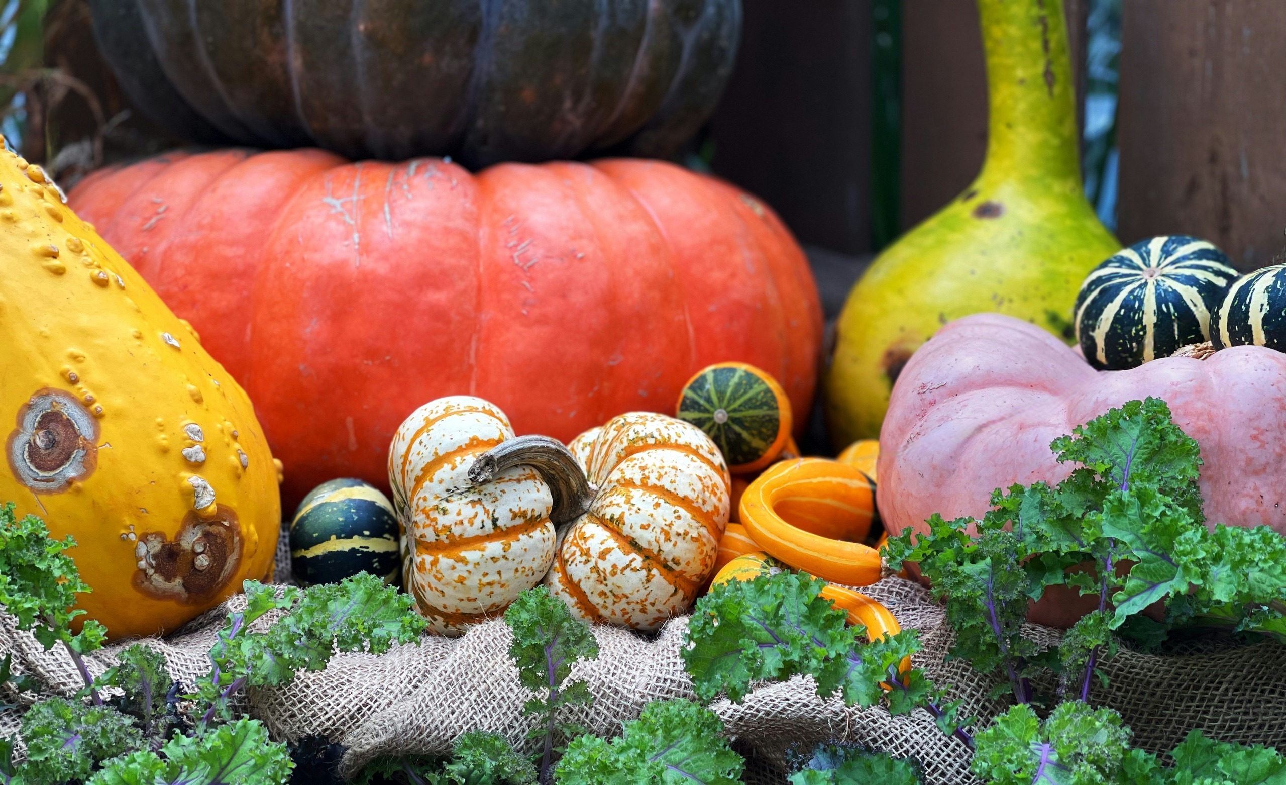 How To Grow Squash