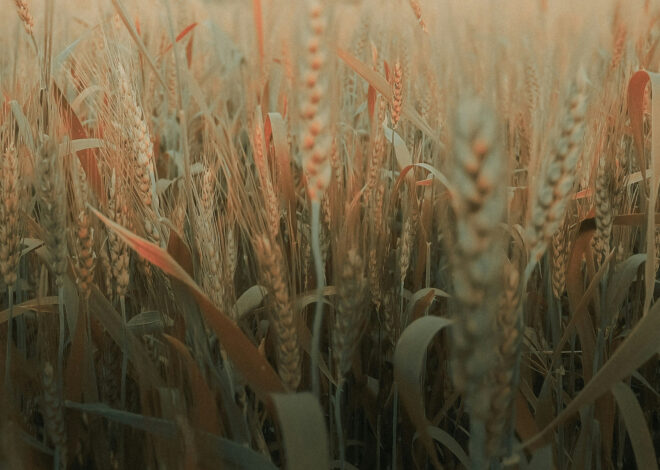 How To Grow Wheat