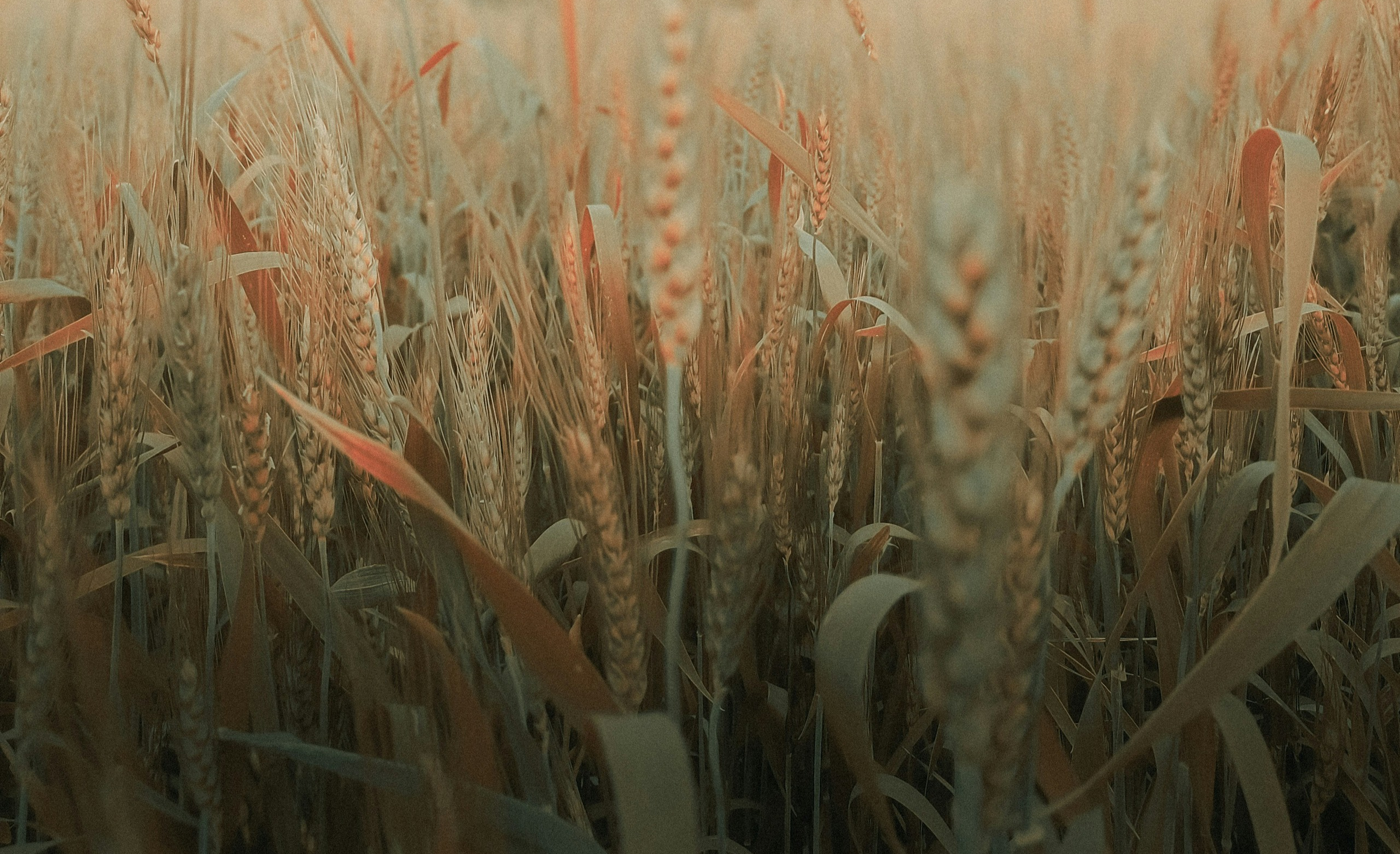 How To Grow Wheat