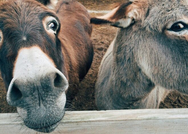 How To Raise Donkeys