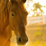 How To Raise Horses