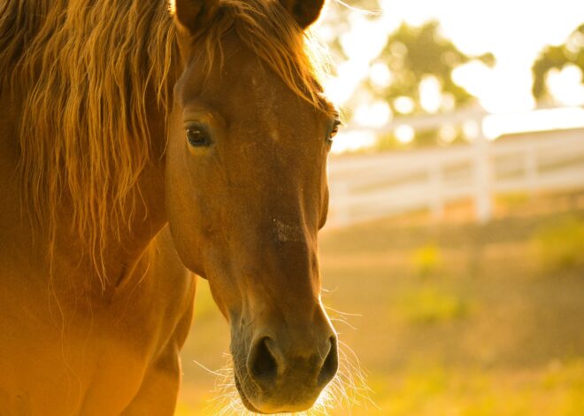 How To Raise Horses