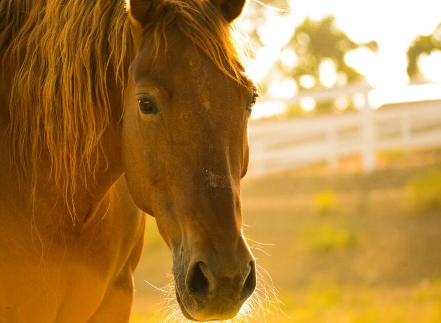 How To Raise Horses