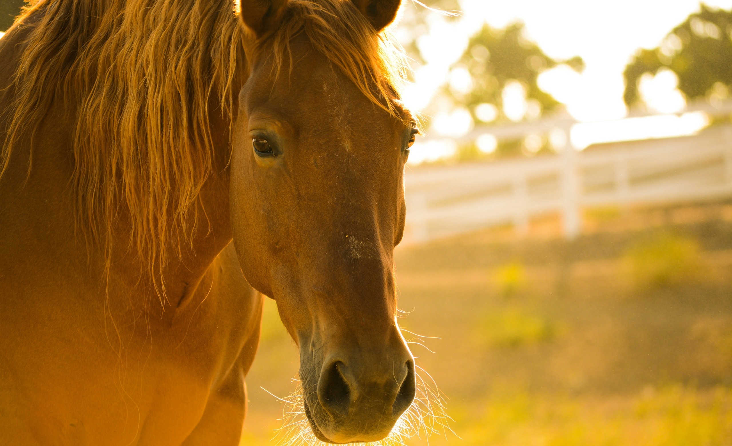How To Raise Horses
