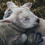 How To Raise Lambs