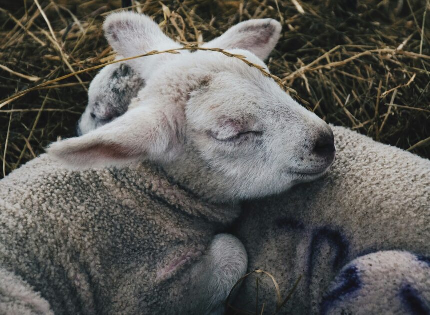 How To Raise Lambs