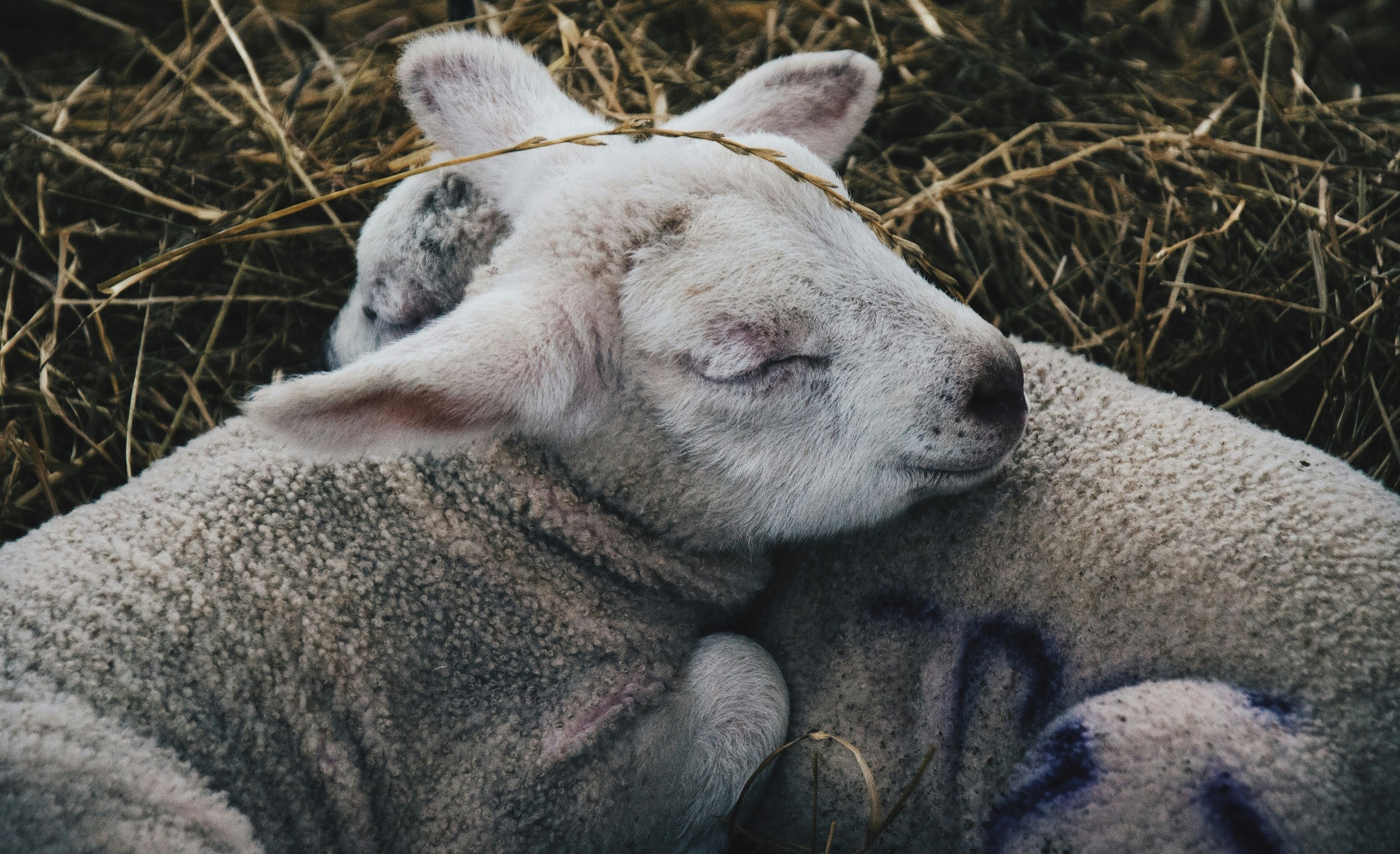 How To Raise Lambs