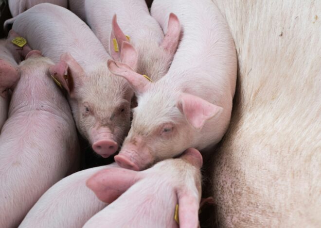 How To Raise Pigs