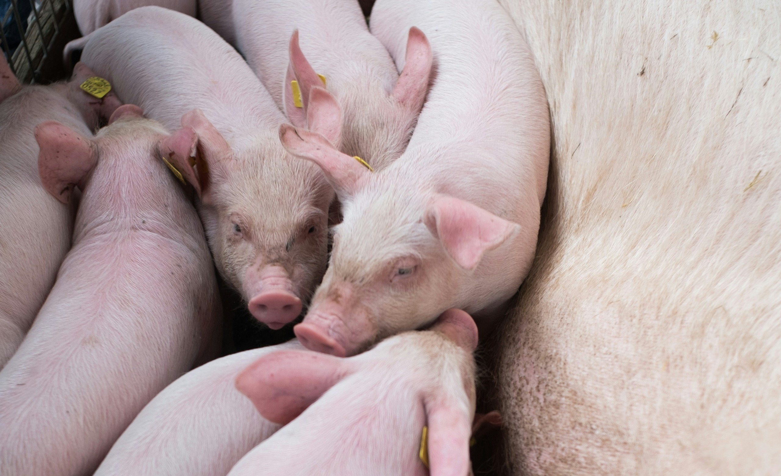 How To Raise Pigs