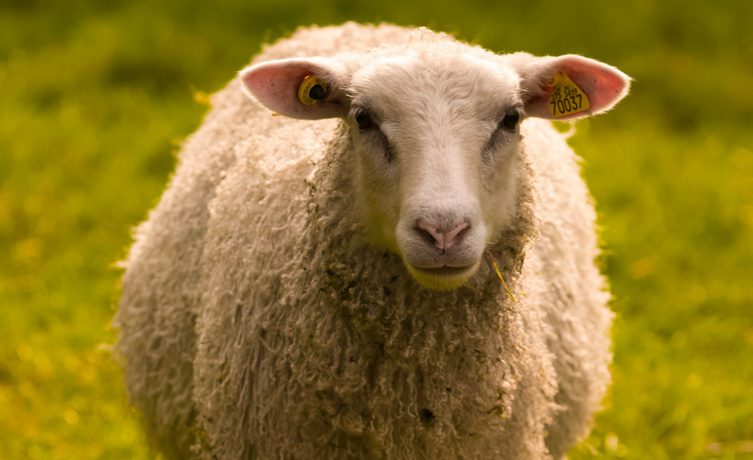 How To Raise Sheep
