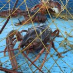 How To Catch Crawfish For Beginners