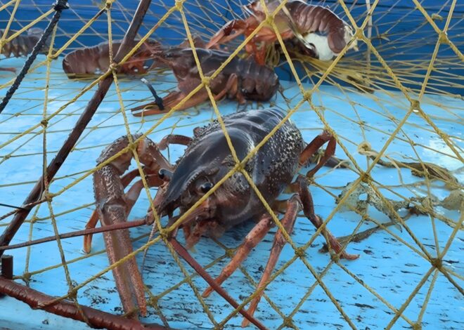 How To Catch Crawfish For Beginners