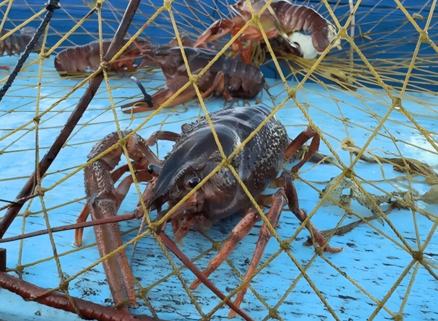 How To Catch Crawfish For Beginners