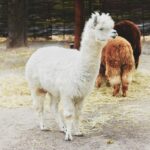 How To Raise Alpacas