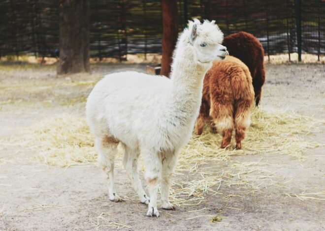 How To Raise Alpacas