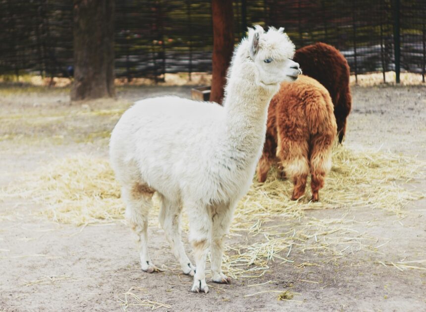 How To Raise Alpacas