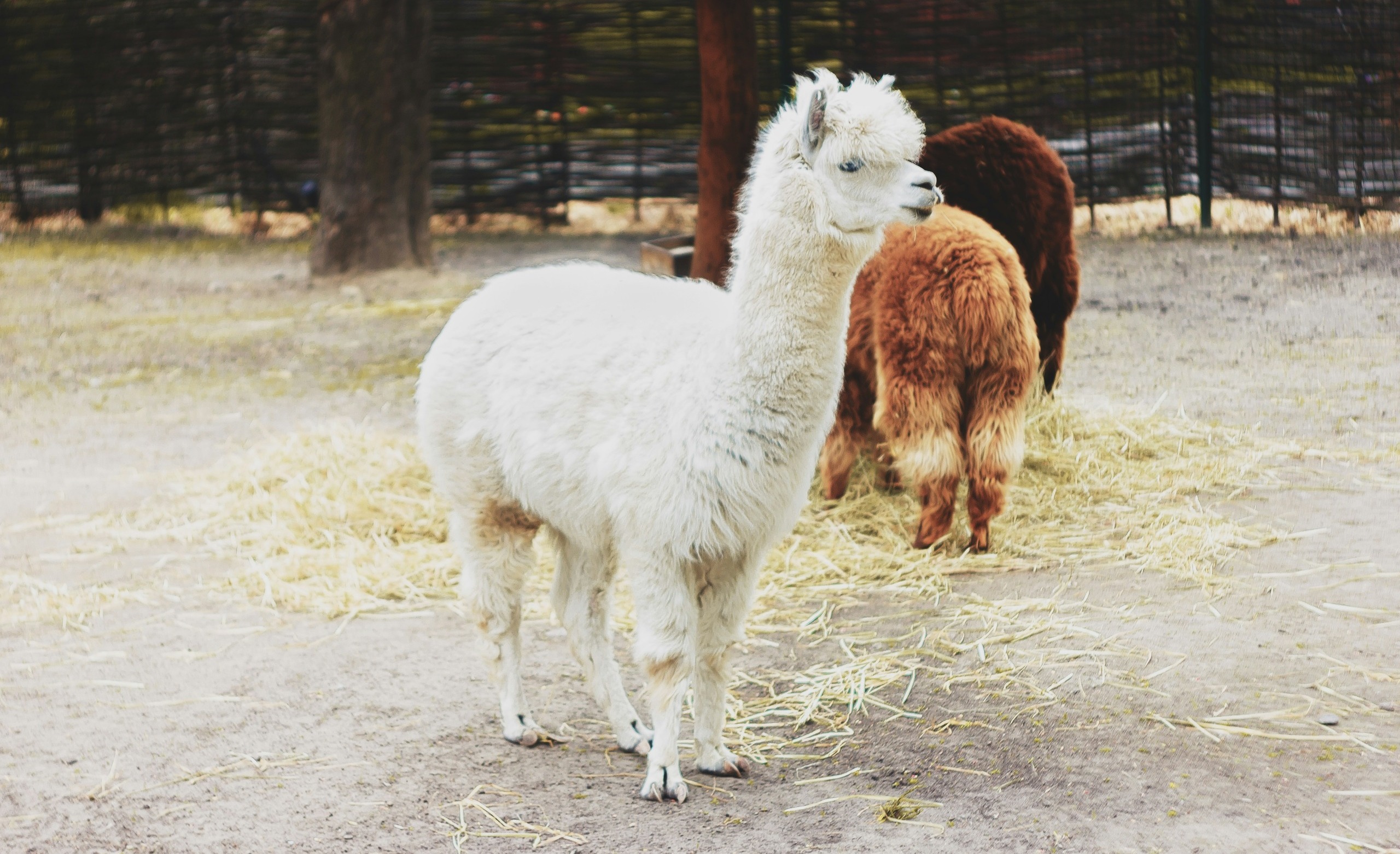 How To Raise Alpacas
