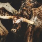 How To Raise Longhorn Cattle