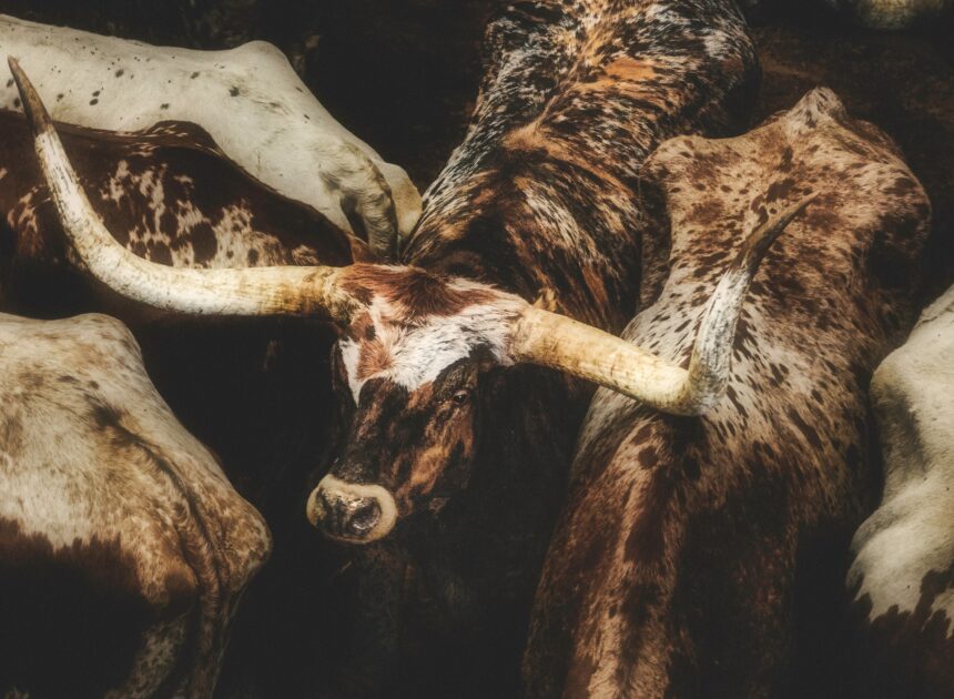 How To Raise Longhorn Cattle