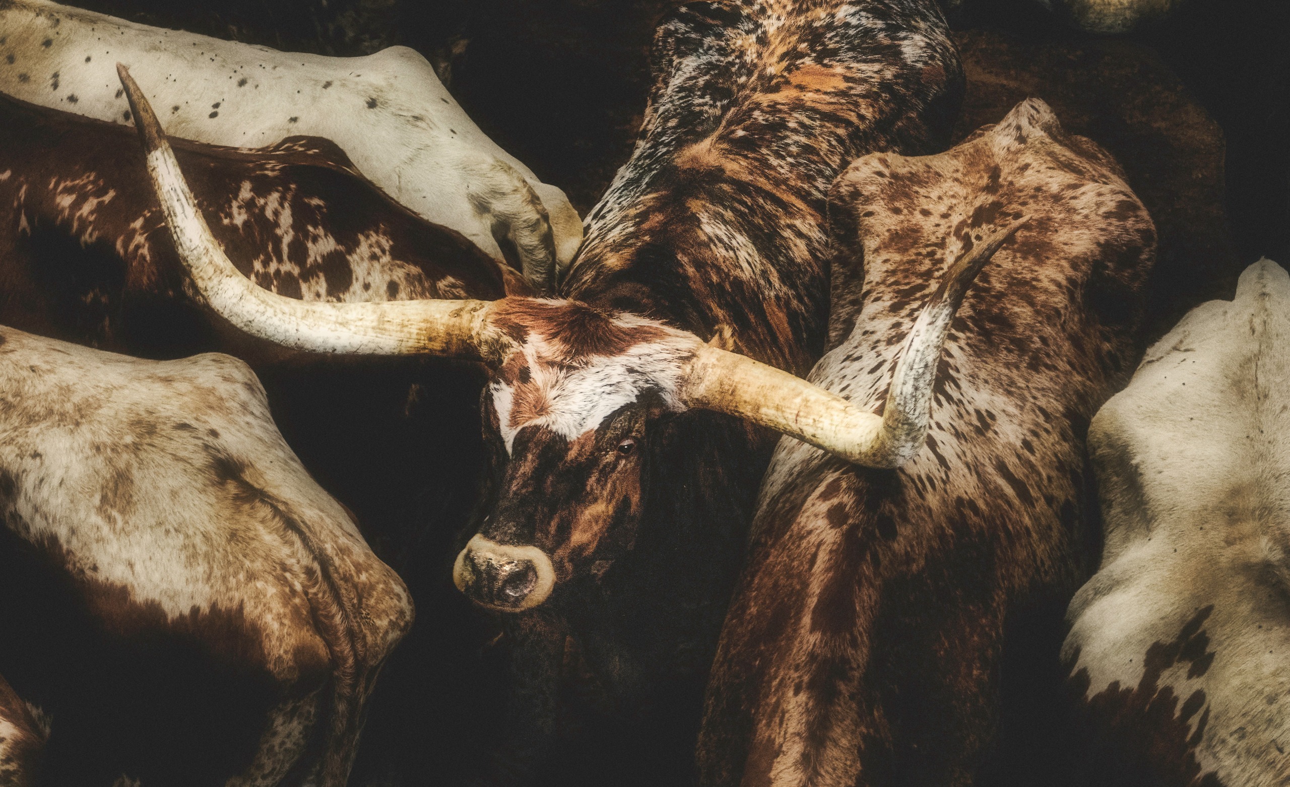 How To Raise Longhorn Cattle