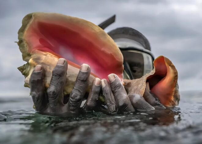 Harvesting Conch In The Bahamas
